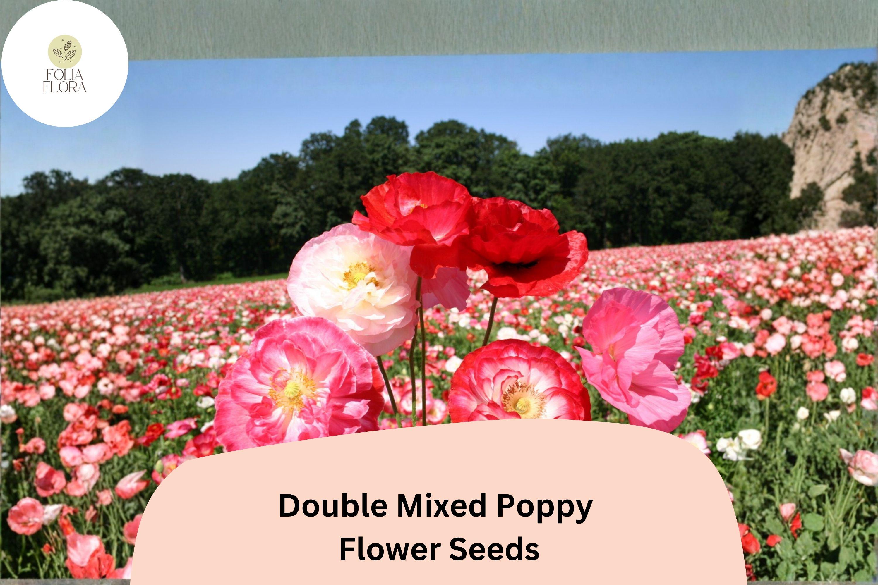 200+ Double Mixed Poppy Seeds, Colorful Cottage Garden Flowers, Papaver somniferum, Attracts Bees & Butterflies