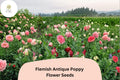 200+ Flemish Antique Poppy Seeds – Cream & Red Frilled Blooms – Papaver somniferum, Heirloom Annual Flower for Borders & Wildflower Gardens
