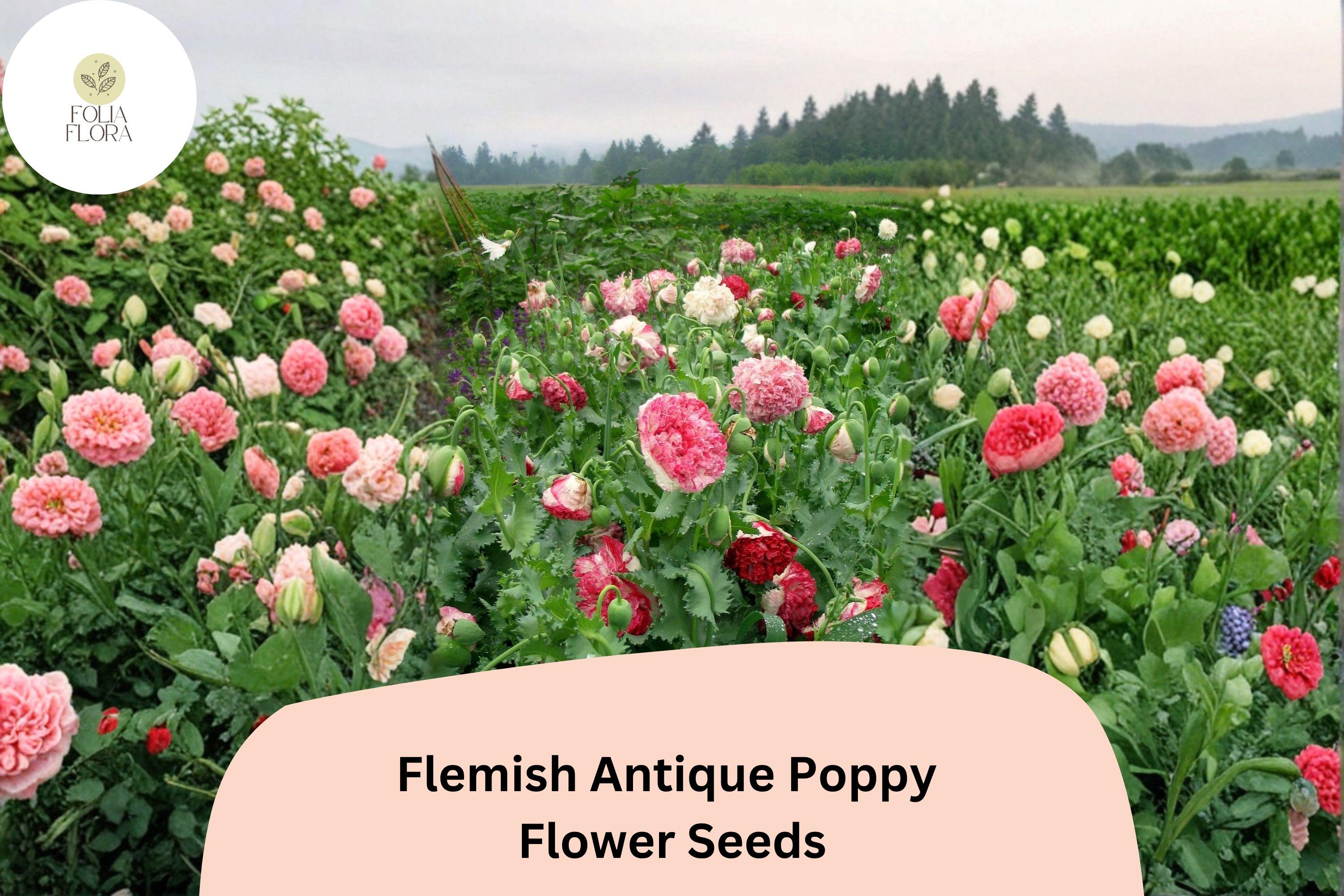 200+ Flemish Antique Poppy Seeds – Cream & Red Frilled Blooms – Papaver somniferum, Heirloom Annual Flower for Borders & Wildflower Gardens