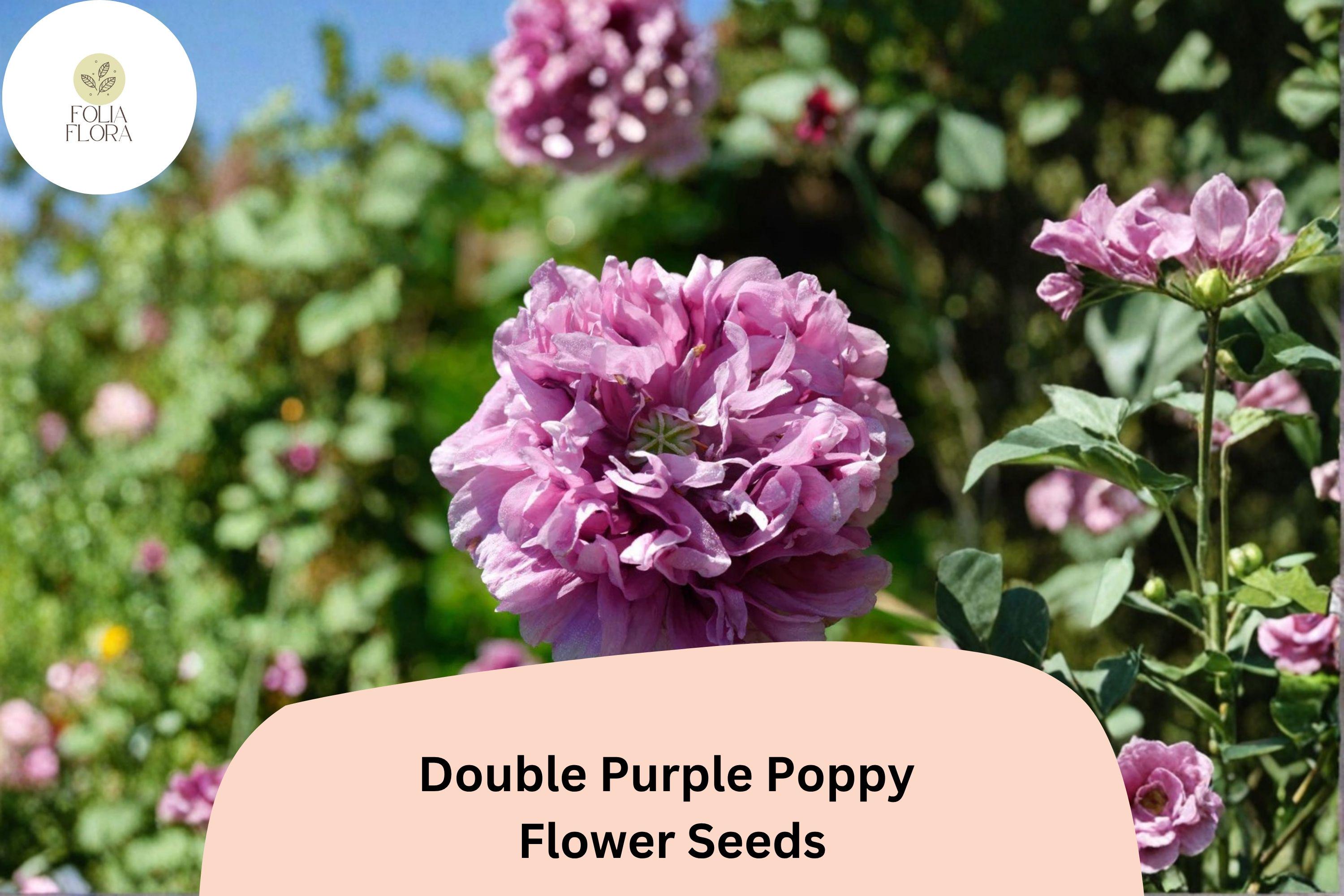 200+ Double Purple Poppy Seeds – Violet Frilled Blooms – Papaver somniferum, Annual Flower for Garden Beds & Borders
