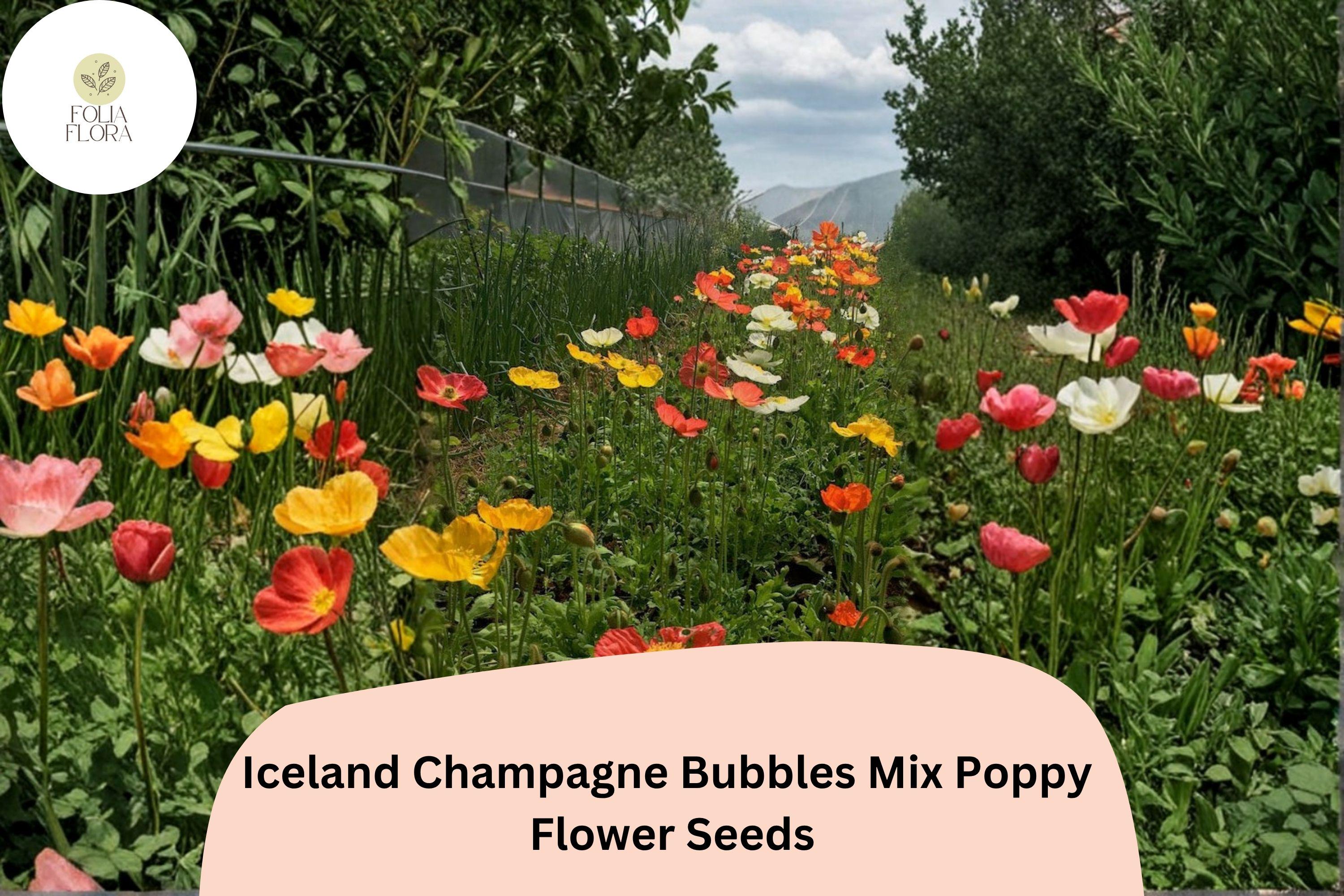 Iceland Poppy Seeds – Champagne Bubbles Mix, Perennial Flower Seeds, Colorful Blooming Poppies, Papaver nudicaule