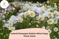 200+ Iceland White Poppy Seeds – Champagne Bubbles, White Perennial Flowers, Papaver nudicaule, Pollinator-Friendly, Easy to Grow