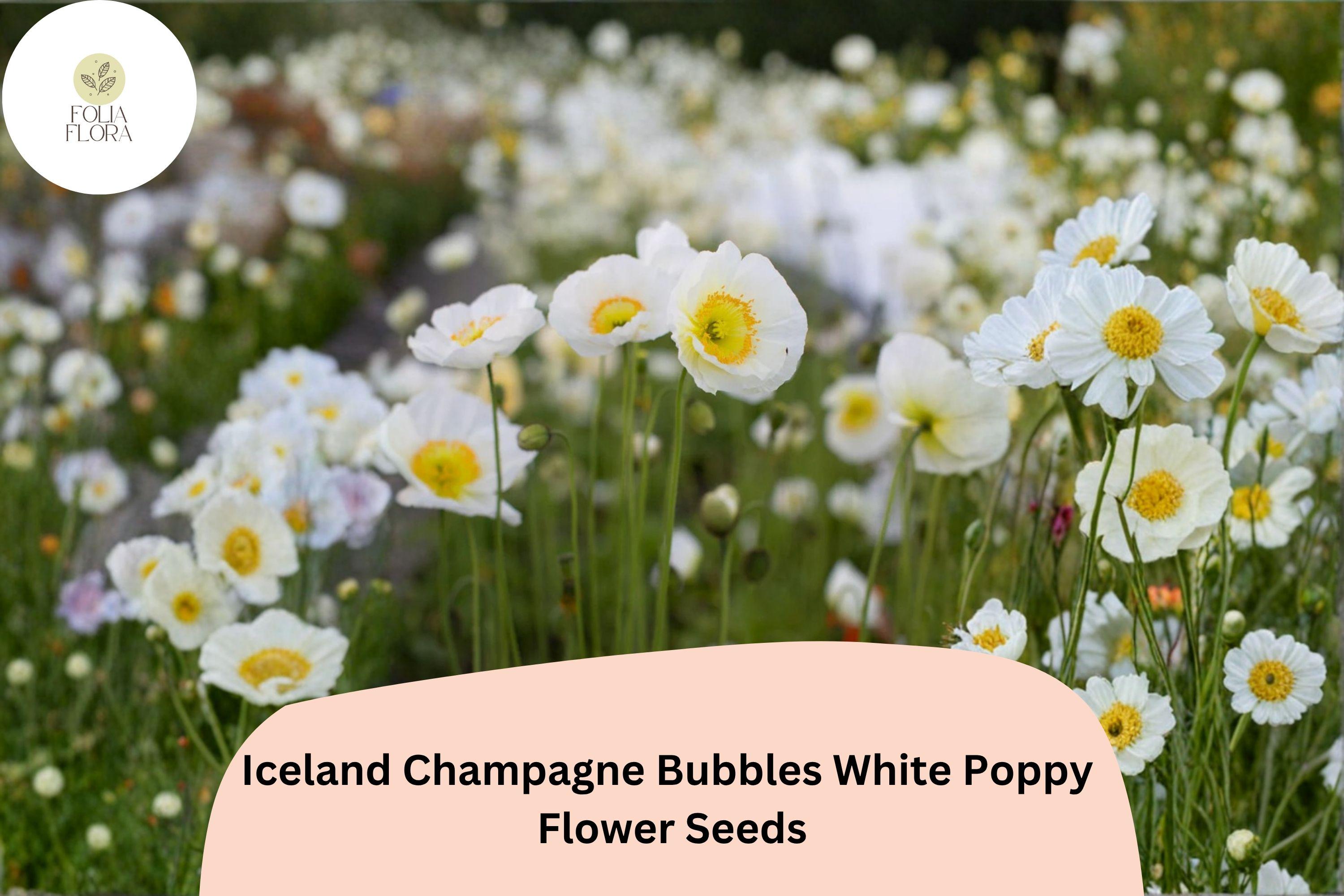 200+ Iceland White Poppy Seeds – Champagne Bubbles, White Perennial Flowers, Papaver nudicaule, Pollinator-Friendly, Easy to Grow