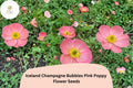 200+ Iceland Pink Poppy Seeds Champagne Bubbles Variety Papaver nudicaule Perennial Flower