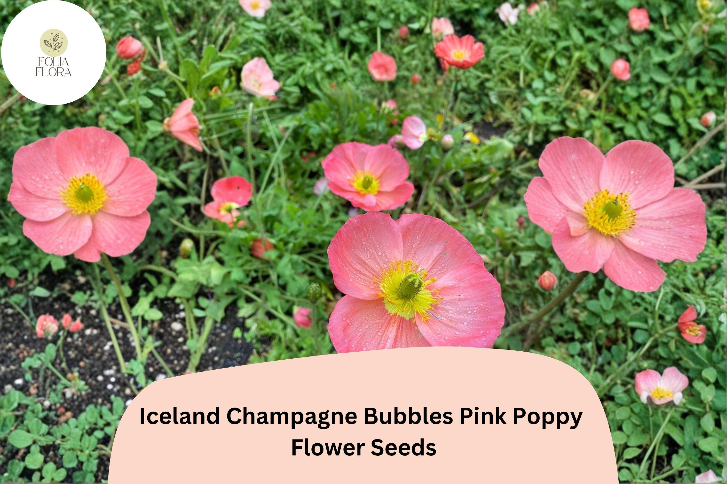 200+ Iceland Pink Poppy Seeds Champagne Bubbles Variety Papaver nudicaule Perennial Flower