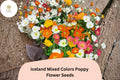 Iceland Poppy Seeds – Mixed Colors, Easy Grow Perennial Flowers, Papaver nudicaule, Bright Blooming Border Plant