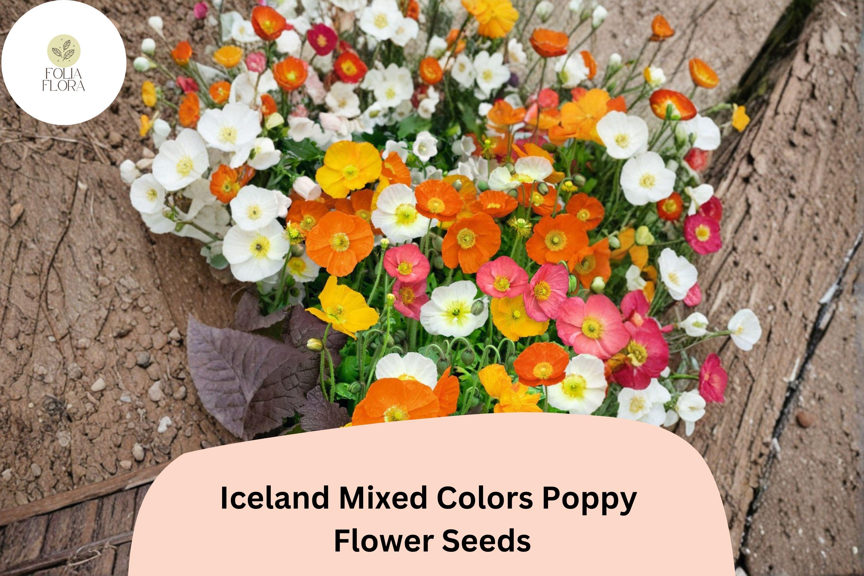 Iceland Poppy Seeds – Mixed Colors, Easy Grow Perennial Flowers, Papaver nudicaule, Bright Blooming Border Plant