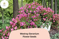 25+ Westray Geranium Seeds | Perennial Cranesbill with Pink Blooms | Geranium ‘Westray’ for Garden Borders & Pollinator Gardens