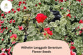 25+ Wilhelm Langguth Geranium Seeds | Variegated Leaf Zonal Geranium | White Red Bloom Garden Flower
