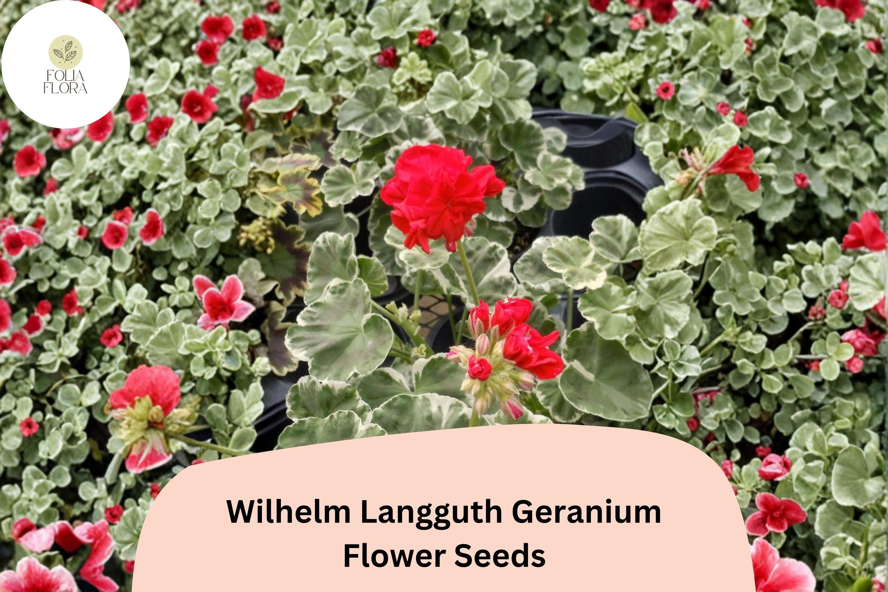 25+ Wilhelm Langguth Geranium Seeds | Variegated Leaf Zonal Geranium | White Red Bloom Garden Flower