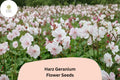 25+ Harz Geranium Seeds | White Cranesbill Perennial | Hardy Garden Flower Seeds