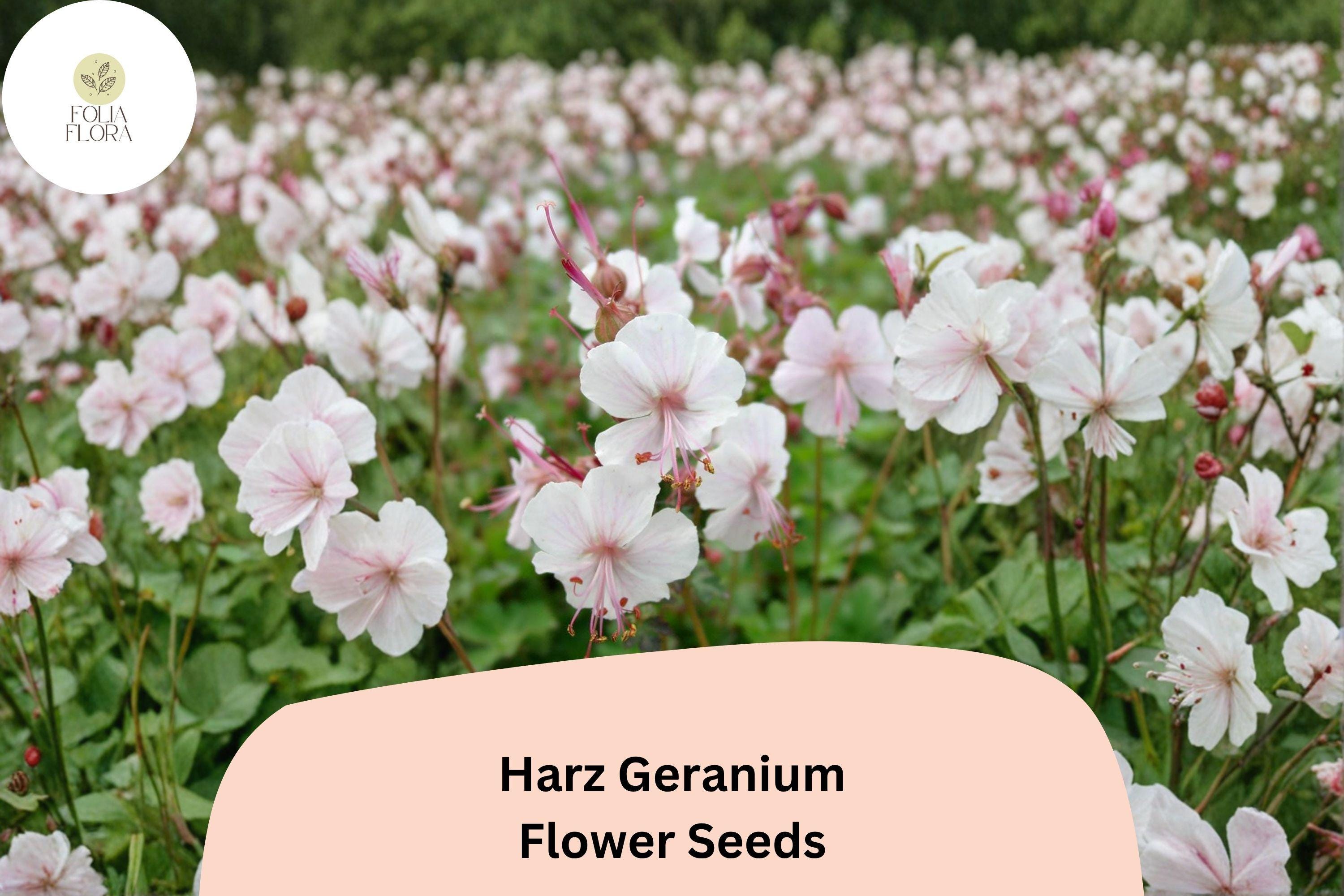 25+ Harz Geranium Seeds | White Cranesbill Perennial | Hardy Garden Flower Seeds