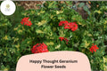 25+ Happy Thought Geranium Seeds | Zonal Pelargonium | Bright Red Flowers & Variegated Foliage | Pelargonium hortorum