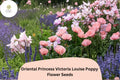 Oriental Poppy Seeds – Princess Victoria Louise Pink Perennial Flower Seeds – Papaver orientale for Garden, Borders, Wildflower Meadows