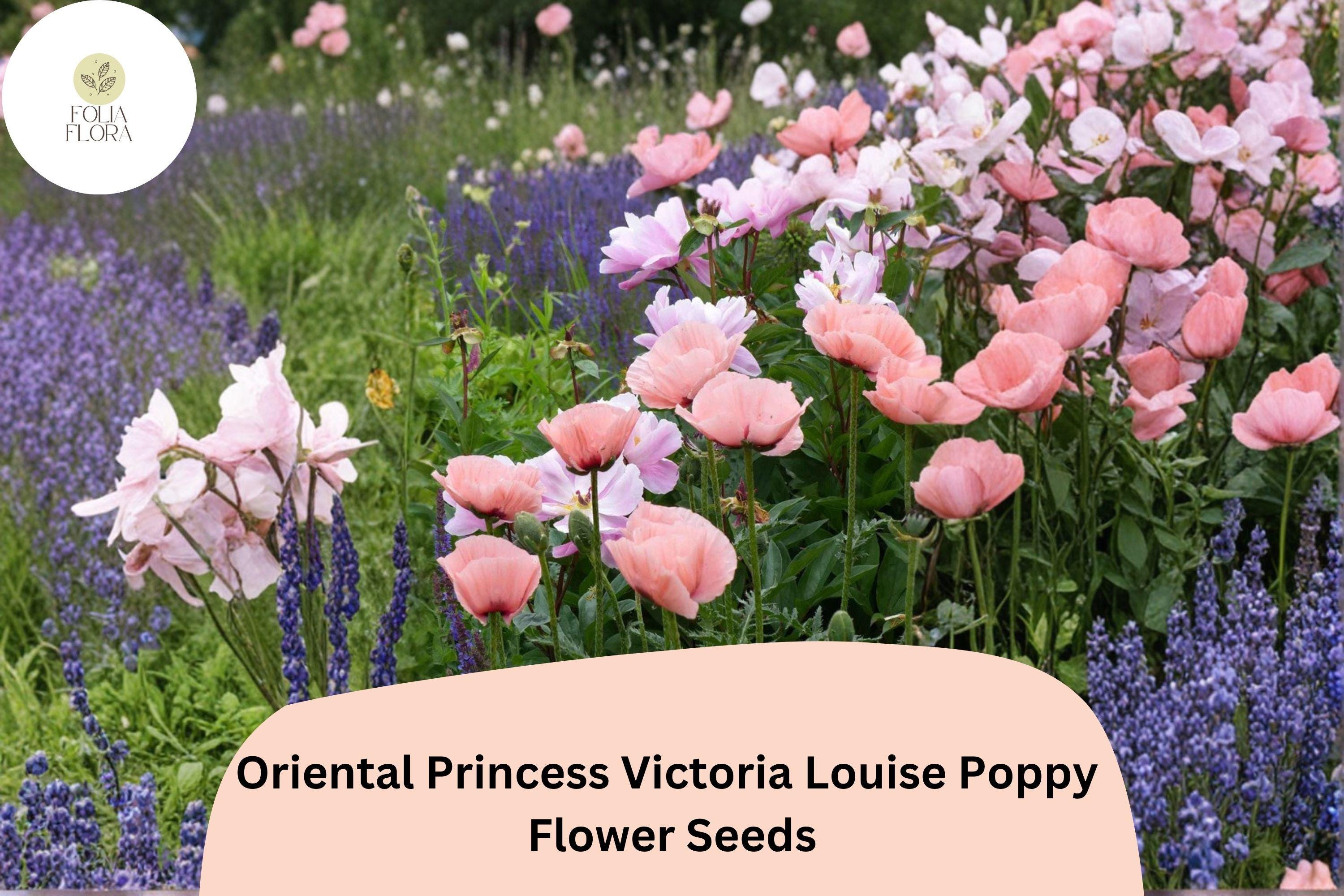 Oriental Poppy Seeds – Princess Victoria Louise Pink Perennial Flower Seeds – Papaver orientale for Garden, Borders, Wildflower Meadows