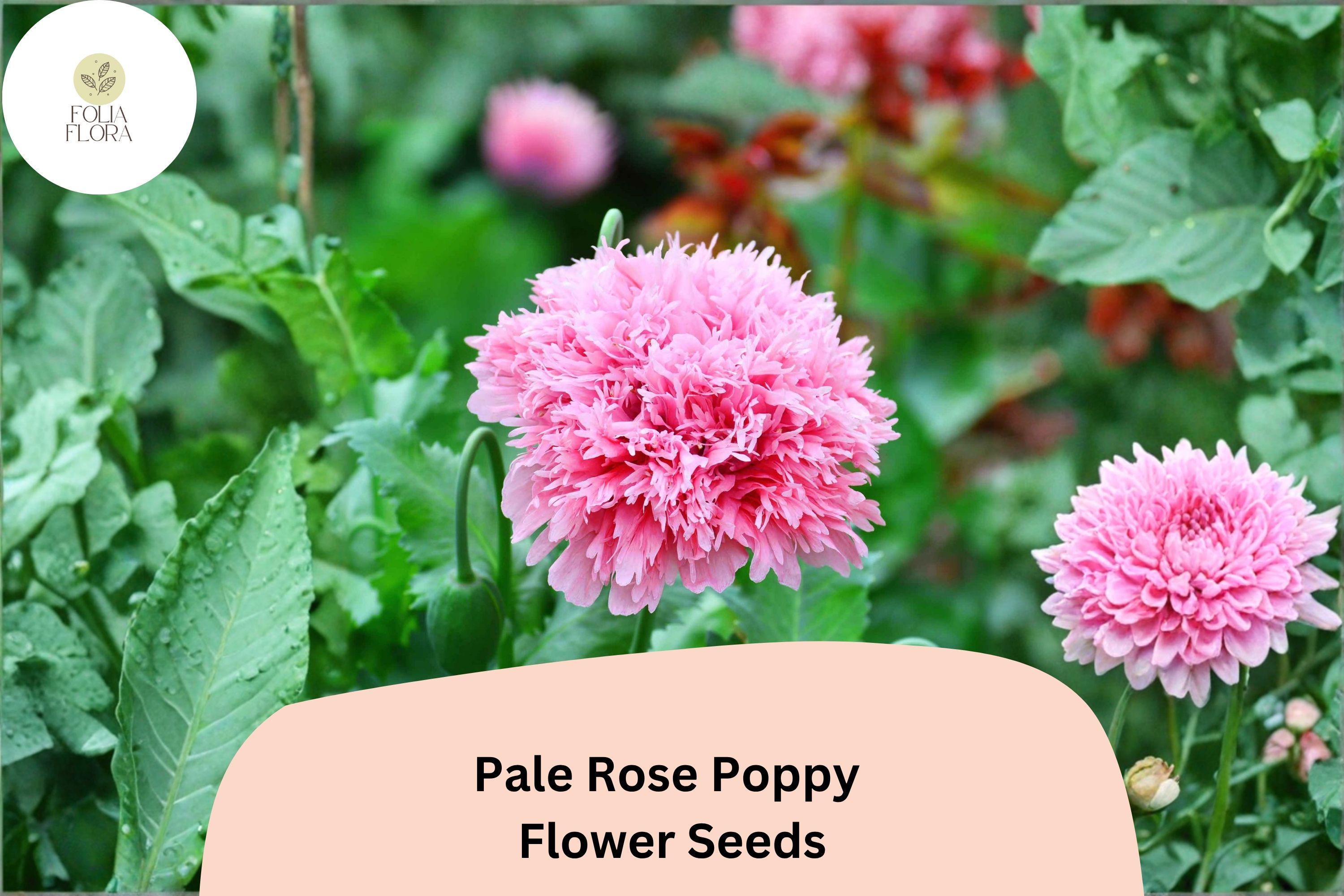 Pale Rose Poppy Seeds – Soft Pink Perennial Flowers – Papaver somniferum – Bee & Butterfly Attracting, Easy to Grow, 200+ Seeds