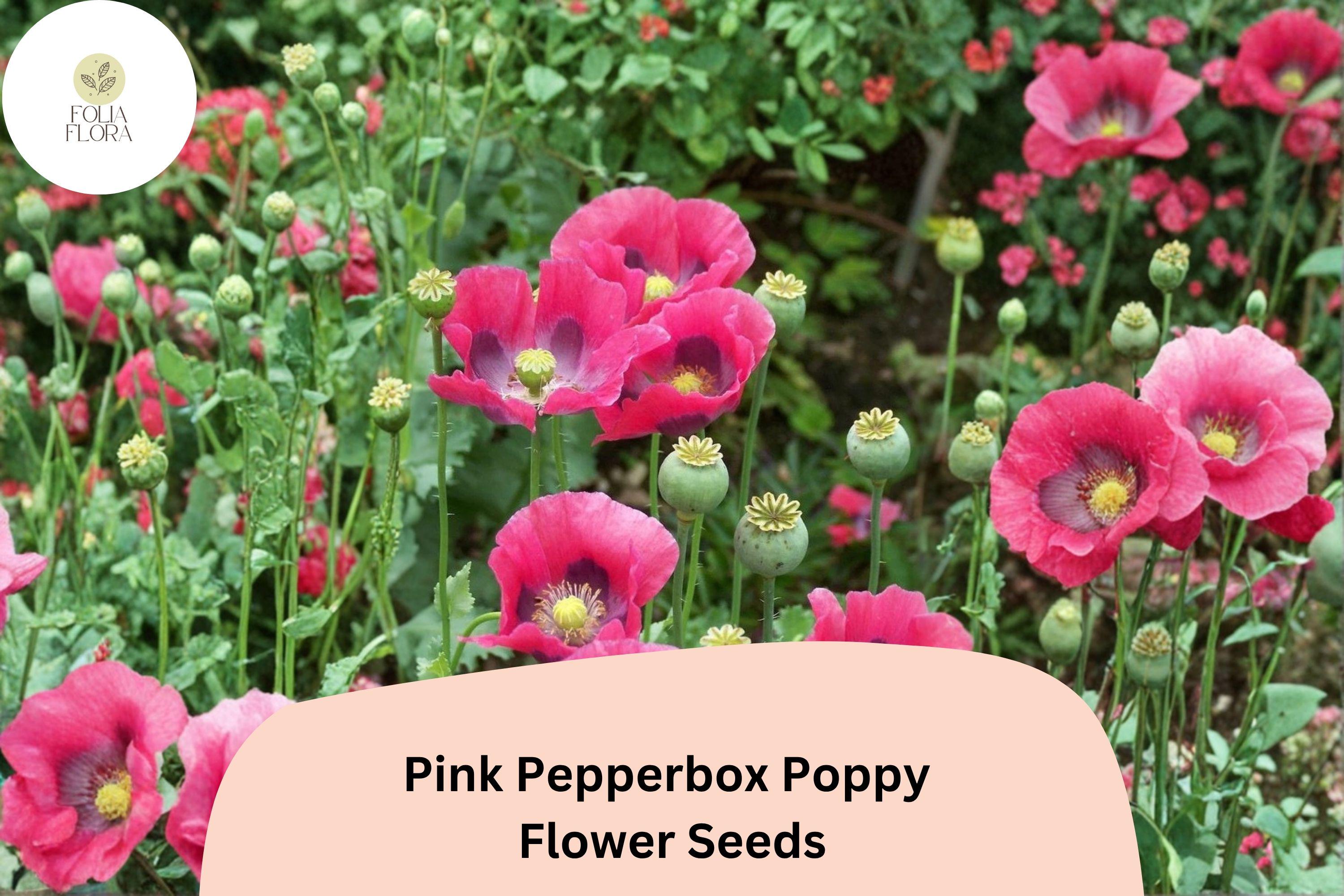 Pink Pepperbox Poppy Seeds – Soft Pink Ruffled Blooms, Perennial Flower, Papaver somniferum, Easy to Grow, Pollinator Friendly