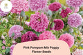 Pink Pompom Poppy Seeds – Perennial Wildflower, Ruffled Soft Pink Blooms, Papaver somniferum, Pollinator Friendly, Easy to Grow