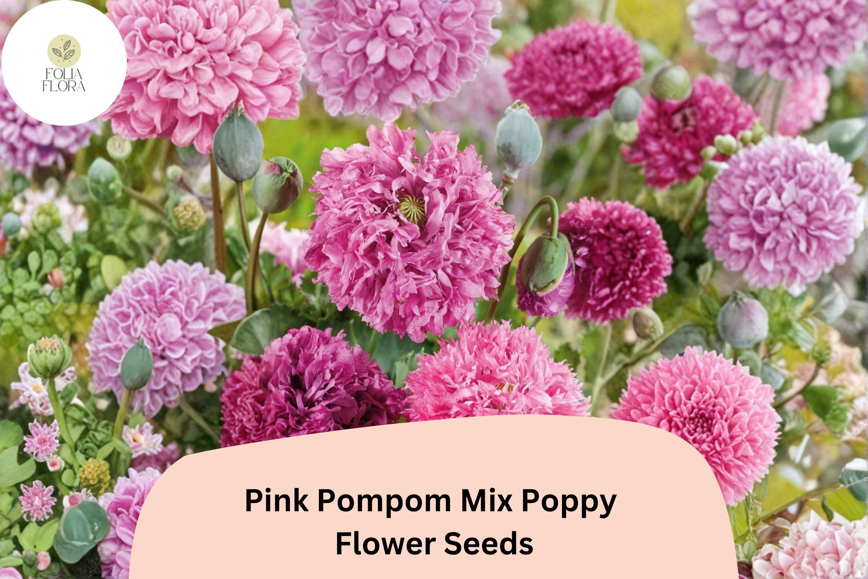 Pink Pompom Poppy Seeds – Perennial Wildflower, Ruffled Soft Pink Blooms, Papaver somniferum, Pollinator Friendly, Easy to Grow