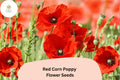 200+ Red Corn Poppy Seeds – Vibrant Wildflower Garden Planting – Papaver rhoeas, Attracts Pollinators, Easy to Grow