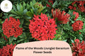 25+ Flame of the Woods (Jungle) Geranium Seeds | Red Orange Pelargonium | Tropical Garden Flowers