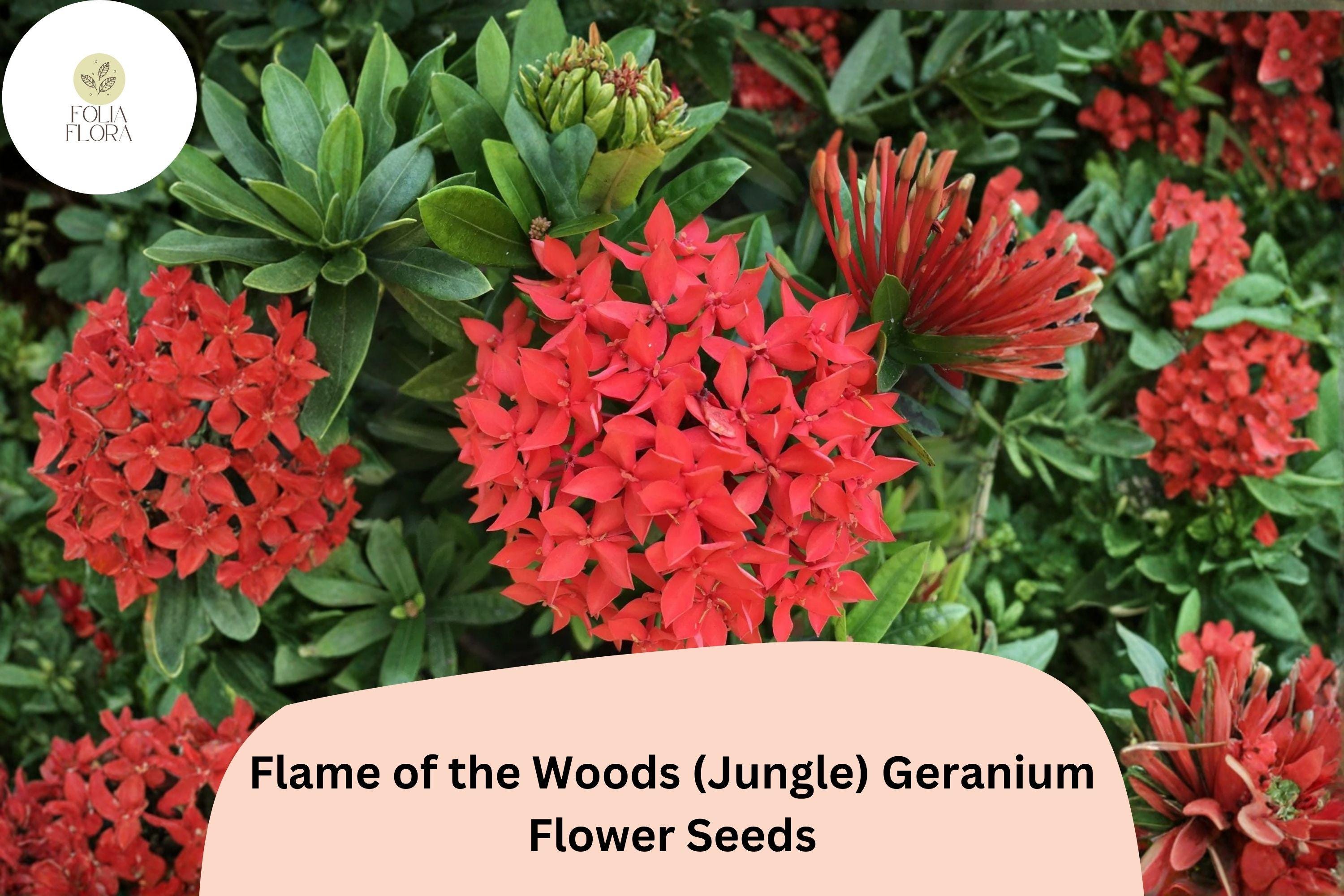 25+ Flame of the Woods (Jungle) Geranium Seeds | Red Orange Pelargonium | Tropical Garden Flowers