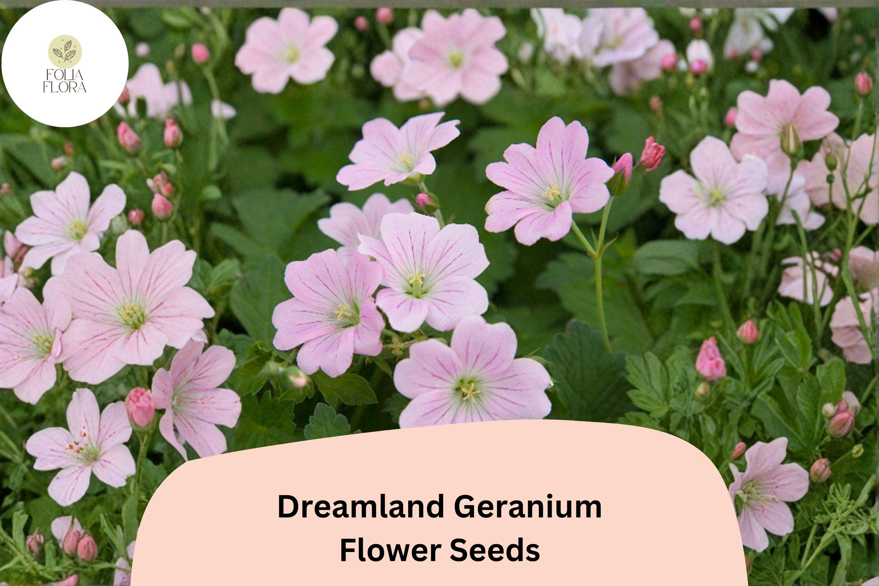 25+ Dreamland Geranium Seeds | Pink Hardy Perennial Cranesbill | Long Blooming Garden Flower & Ground Cover