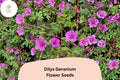 25+ Dilys Geranium Seeds | Purple Hardy Cranesbill | Long Blooming Perennial Ground Cover for Garden