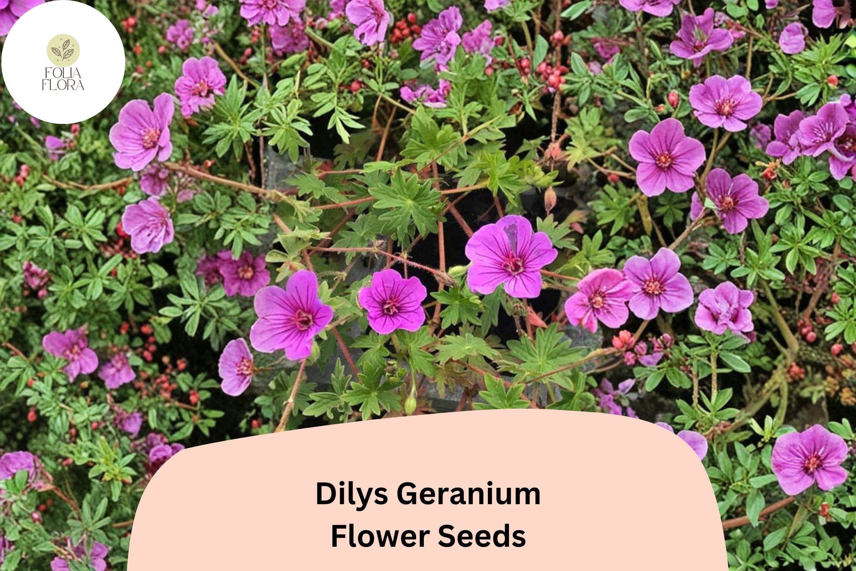 25+ Dilys Geranium Seeds | Purple Hardy Cranesbill | Long Blooming Perennial Ground Cover for Garden