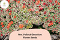 25+ Mrs. Pollock Geranium Seeds | Pelargonium hortorum | Variegated Foliage & Red Blooms | Colorful Garden Plant