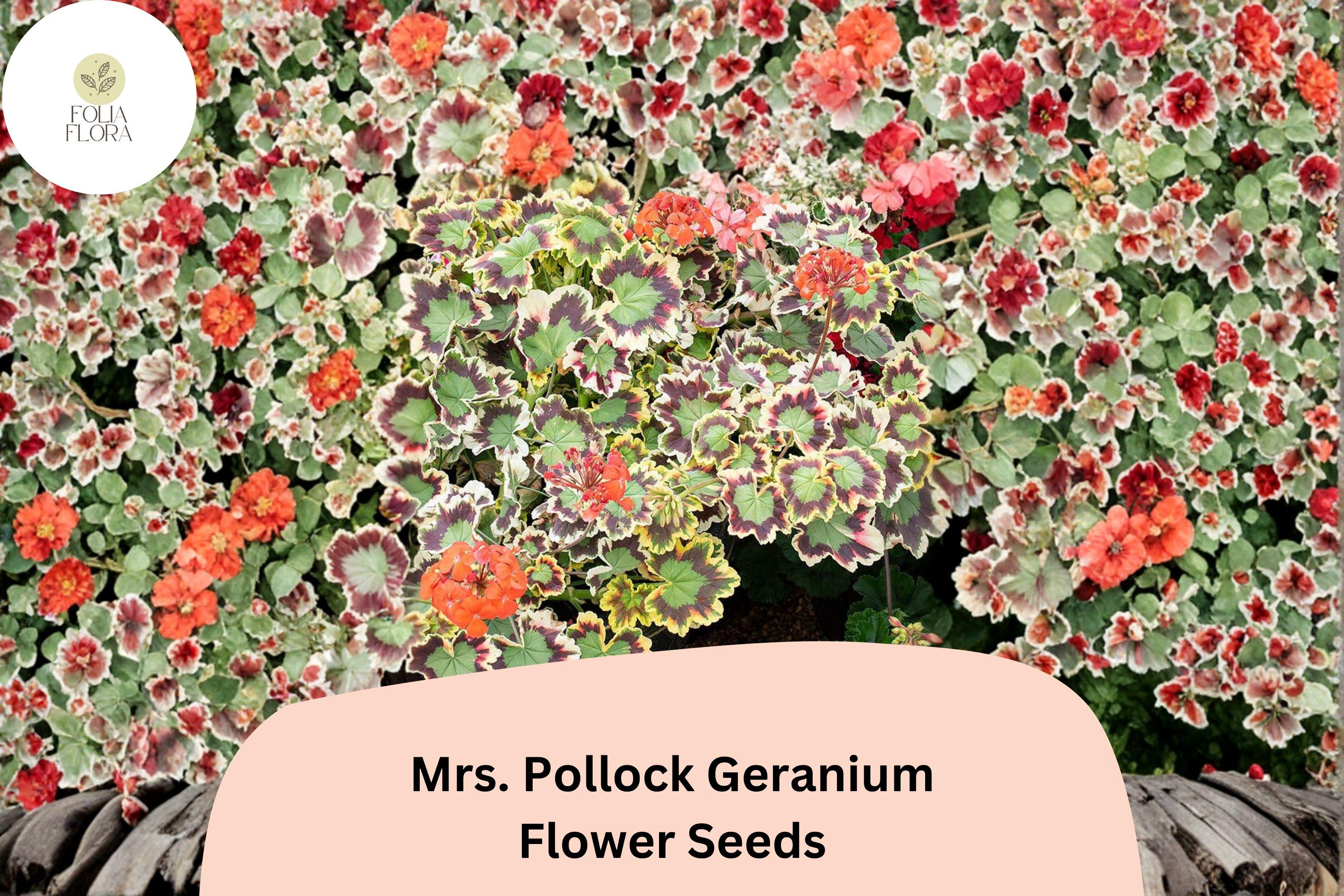 25+ Mrs. Pollock Geranium Seeds | Pelargonium hortorum | Variegated Foliage & Red Blooms | Colorful Garden Plant