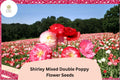 Shirley Double Poppy Seeds - Mixed Colors, Wildflower, Easy Grow Papaver rhoeas, 200+ Seeds for Garden, Borders & Meadows