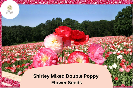 Shirley Double Poppy Seeds - Mixed Colors, Wildflower, Easy Grow Papaver rhoeas, 200+ Seeds for Garden, Borders & Meadows