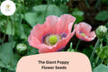 Giant Poppy Seeds, Wildflower, Vibrant Blooms, Papaver somniferum, Annual Flower, Bee & Butterfly Attractant, 200+ Seeds
