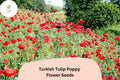 200+ Turkish Tulip Poppy Seeds | Wildflower, Vibrant Tulip-Shaped Blooms | Papaver orientale
