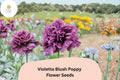 Violetta Blush Poppy Seeds – Lavender-Pink Annual Wildflower – Papaver somniferum – 200+ Seeds