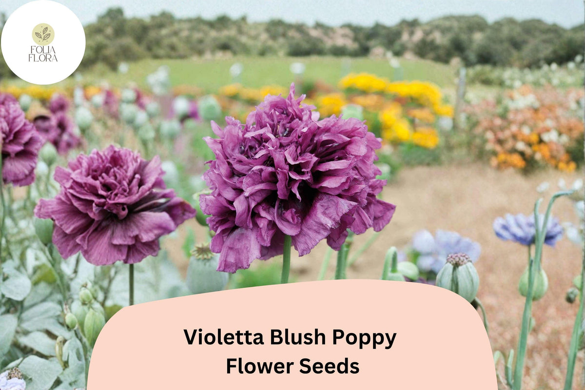 Violetta Blush Poppy Seeds – Lavender-Pink Annual Wildflower – Papaver somniferum – 200+ Seeds