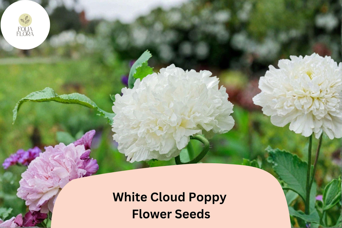 White Cloud Poppy Seeds – Pure White Blooms, Easy-Grow Wildflower, Papaver somniferum, Annual Flower Seeds, Bee & Butterfly Attracting