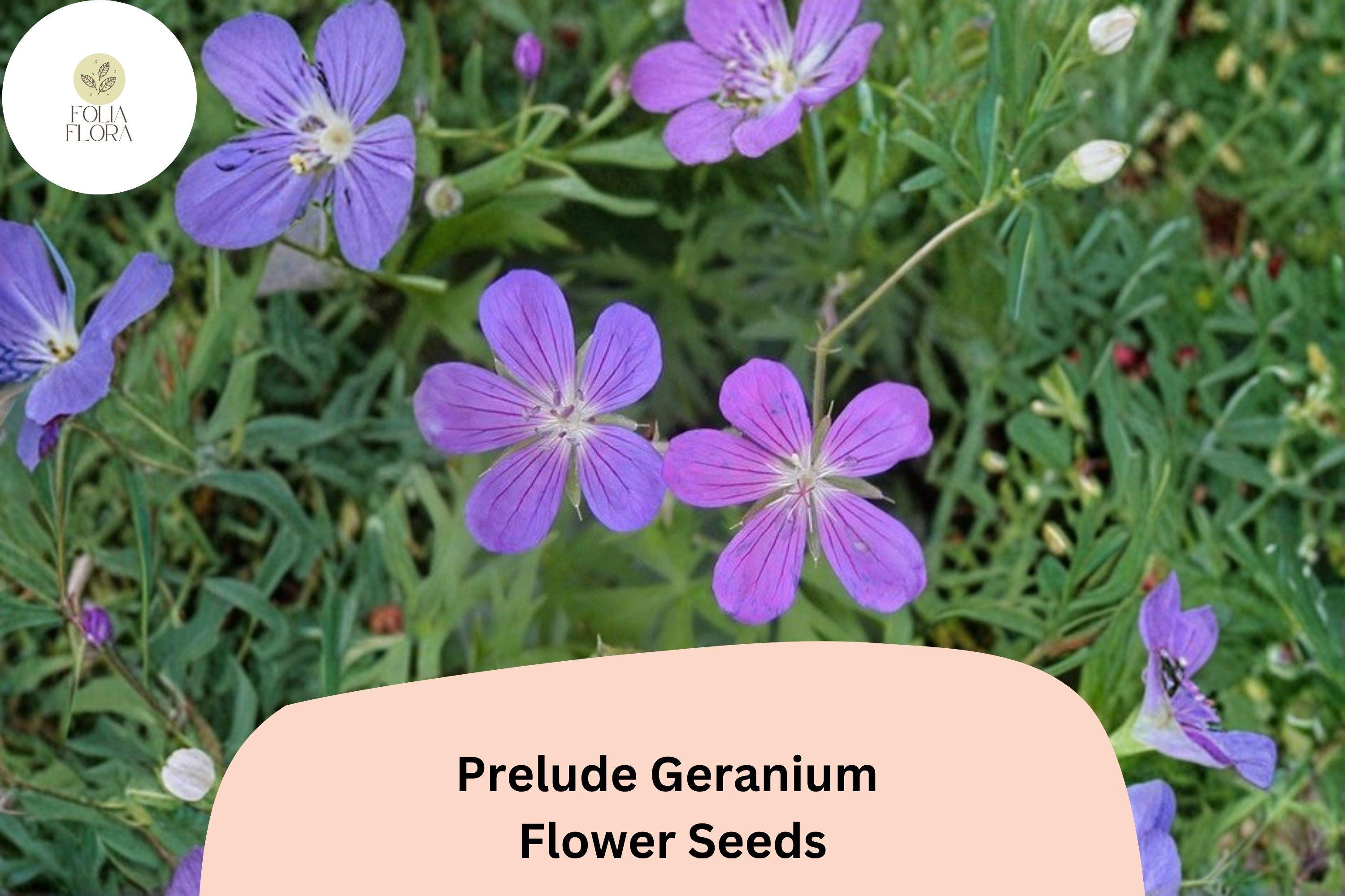 25+ Prelude Geranium Seeds – Vibrant Purple Perennial Flower – Geranium spp. for Garden Borders & Containers