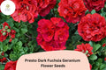 25+ Presto Dark Fuchsia Geranium Seeds – Perennial Flower, Easy to Grow, Attracts Bees & Butterflies, Geranium spp.
