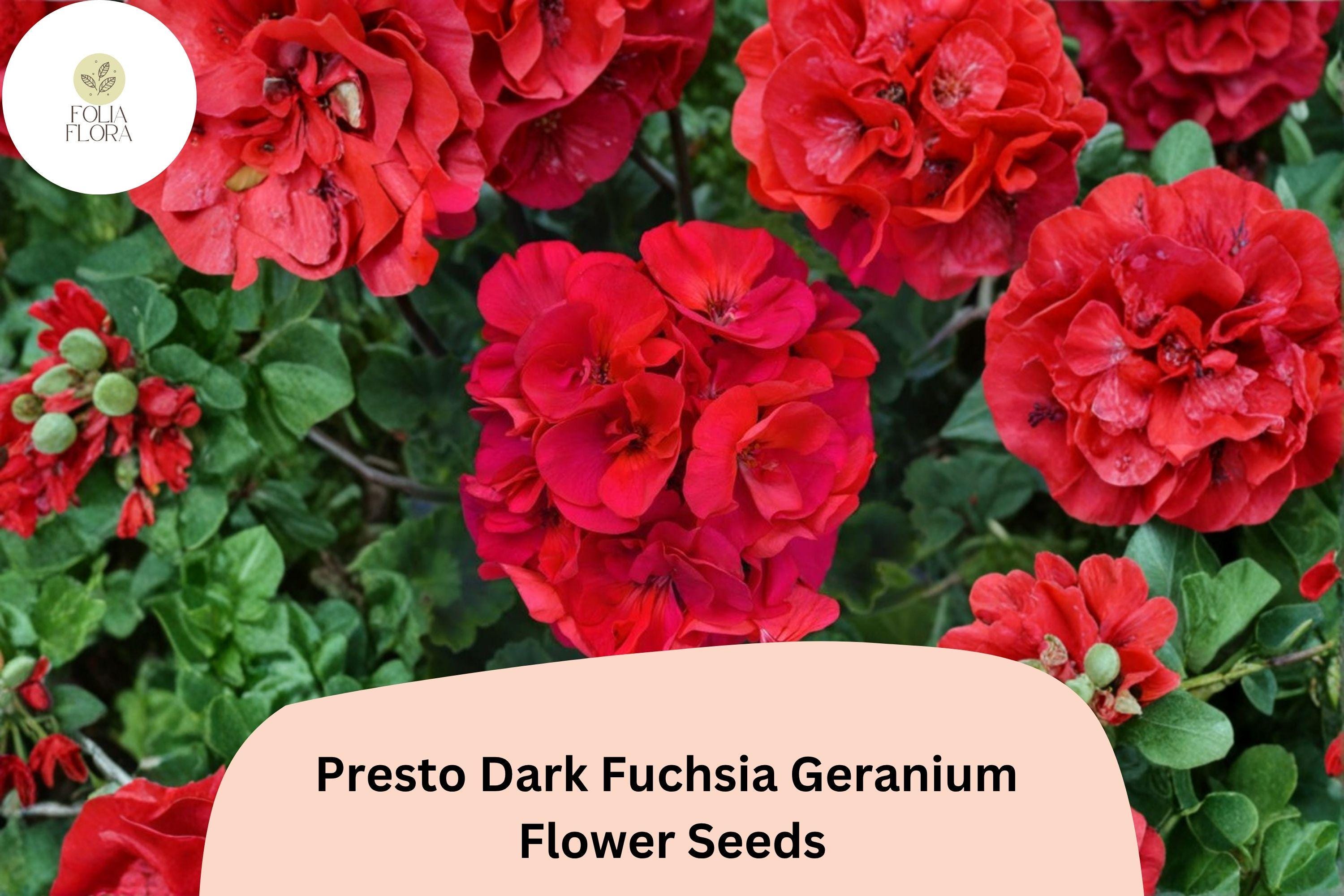 25+ Presto Dark Fuchsia Geranium Seeds – Perennial Flower, Easy to Grow, Attracts Bees & Butterflies, Geranium spp.