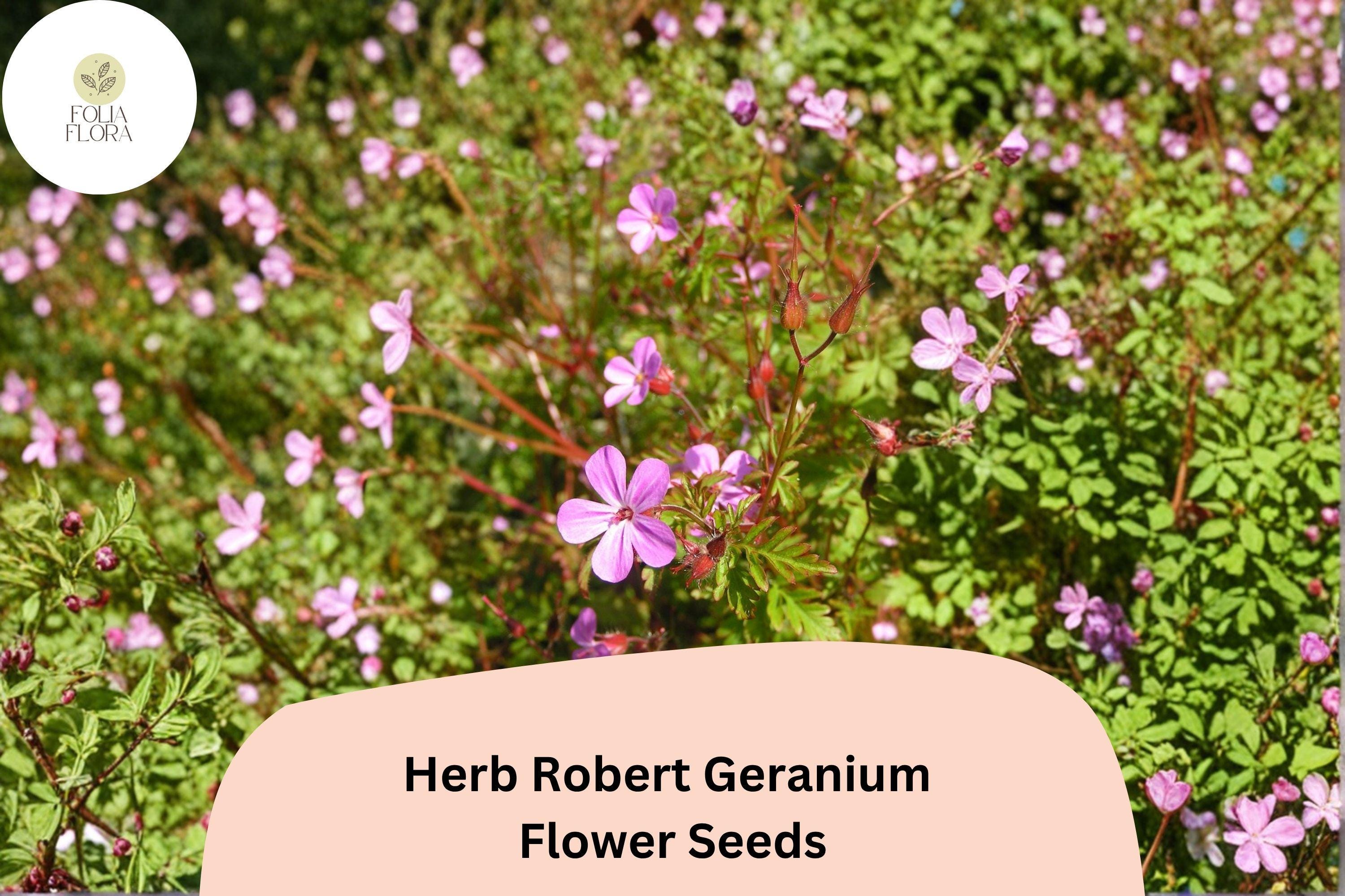 Herb Robert Geranium Seeds â€“ Pink Flowers, Hardy Perennial