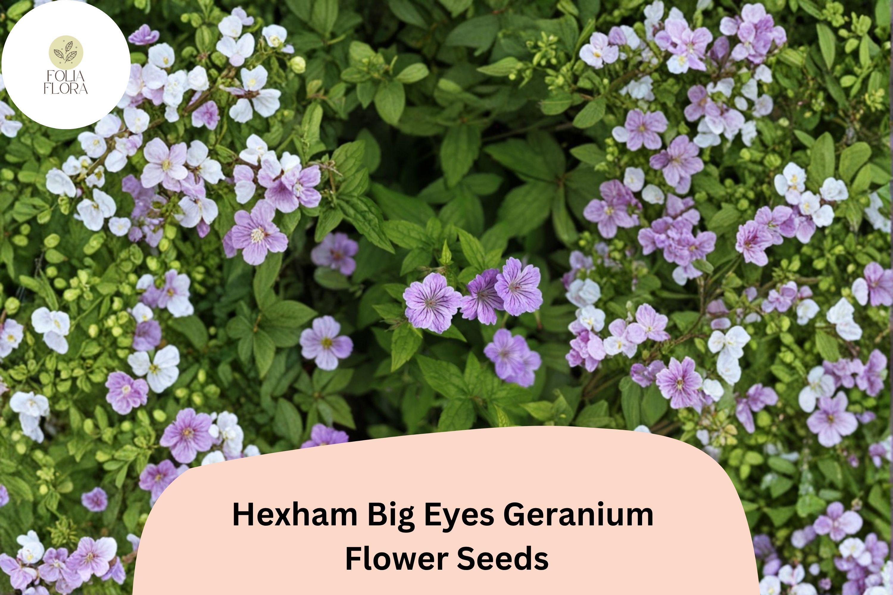 Hexham Big Eyes Geranium Seeds – Purple Perennial Flower, Garden Planting, Attracts Bees & Butterflies, Geranium x oxonianum