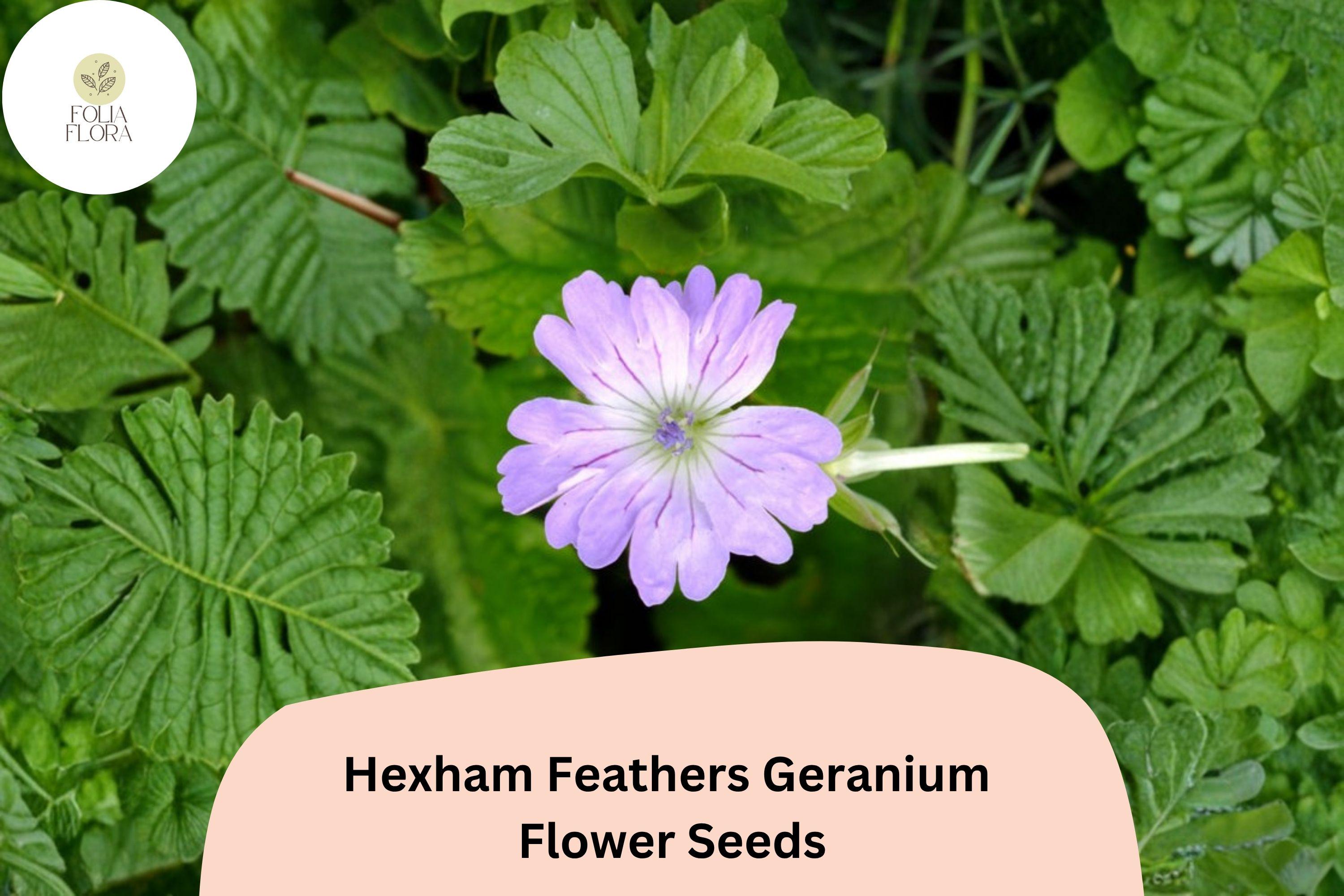 25+ Hexham Feathers Geranium Seeds – Perennial Purple Blooms, Hardy Flower, Geranium x oxonianum, Pollinator-Friendly Plant