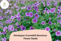 Himalayan Cranesbill Geranium Seeds – Purple Perennial Flower, Easy to Grow, Hardy Garden Plant, Geranium himalayense, 25+ Seeds
