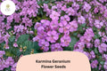 25+ Karmina Geranium Seeds for Garden Planting â€“ Pink Flowers, Hardy Perennial