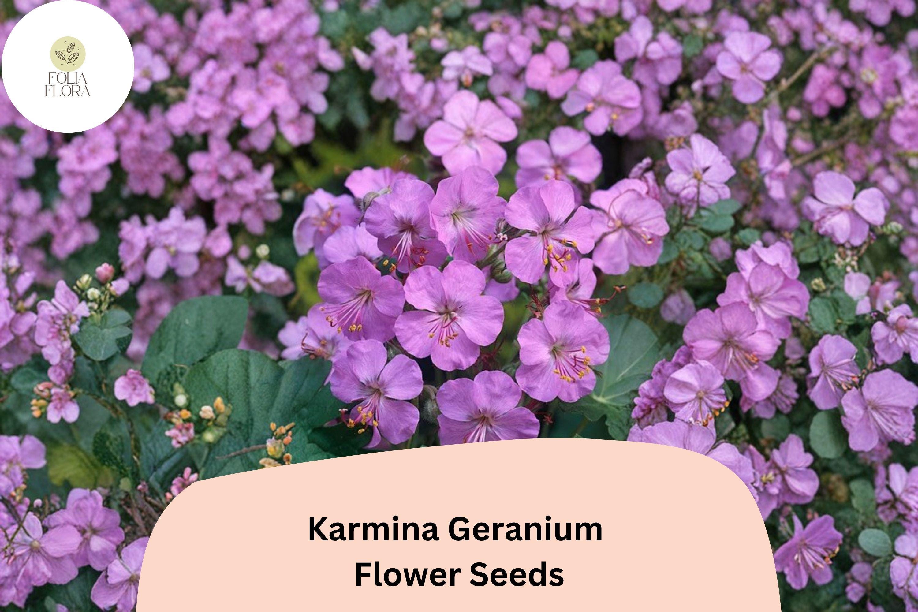 25+ Karmina Geranium Seeds for Garden Planting â€“ Pink Flowers, Hardy Perennial