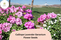 Calliope Lavender Geranium Seeds | Trailing Ivy Hybrid