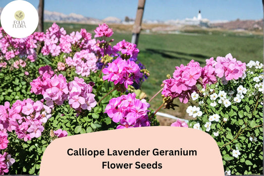 Calliope Lavender Geranium Seeds | Trailing Ivy Hybrid