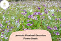 25+ Lavender Pinwheel Geranium Seeds – Hardy Perennial with Lavender Flowers, Attracts Pollinators, Geranium 'Pinwheel' for Garden Planting